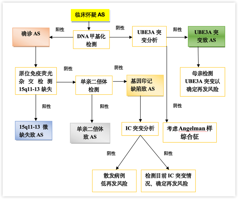 Angelman氏症候群（AS）分子诊疗流程图AS.Angelman氏症候群（天使综合征）；IC.印记中心