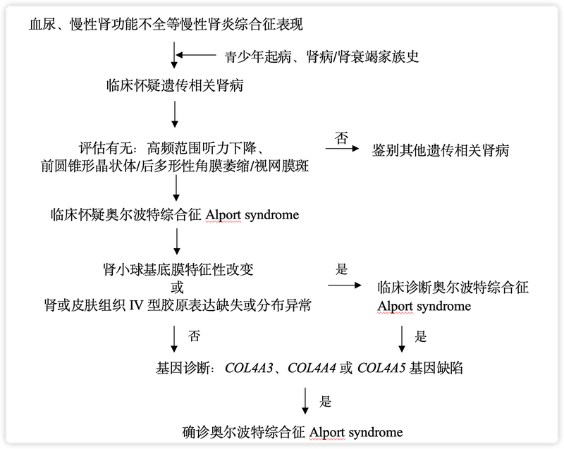 奥尔波特综合征诊疗流程